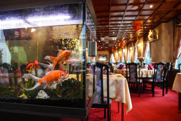 Nang-sing 🇨🇳 halal restaurant in Delfzijl